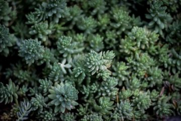 sedum roof